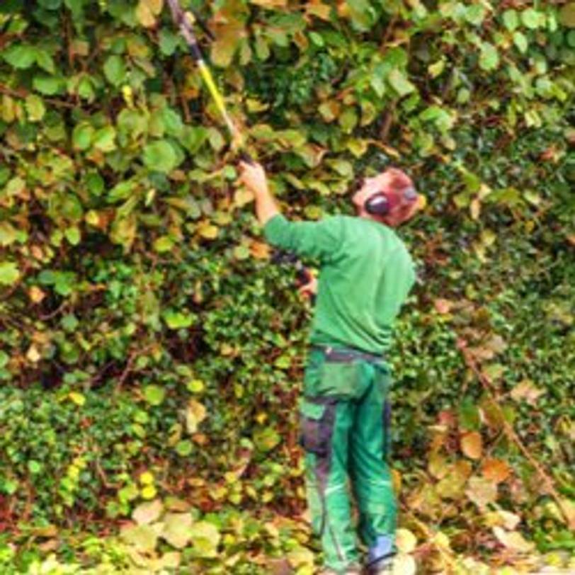 akku-teleskop-heckenschere im einsatz