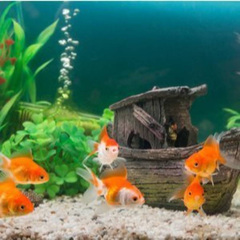 Schiff-Dekoration in Aquarium mit Goldfischen