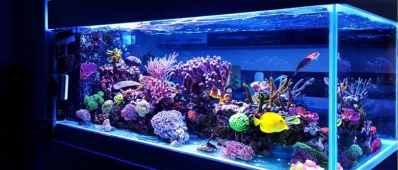 aquarium test