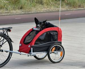 Fahrradanhänger mit Hund