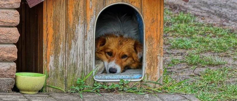 Hundehütte Test