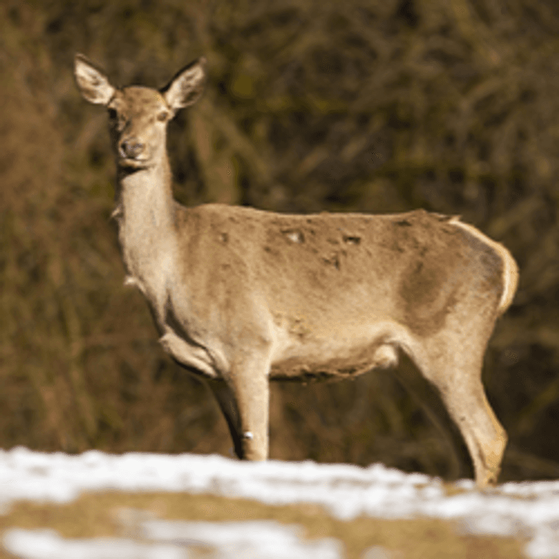 Rotwild, das von einer Wildkamera aufgenommen wurde